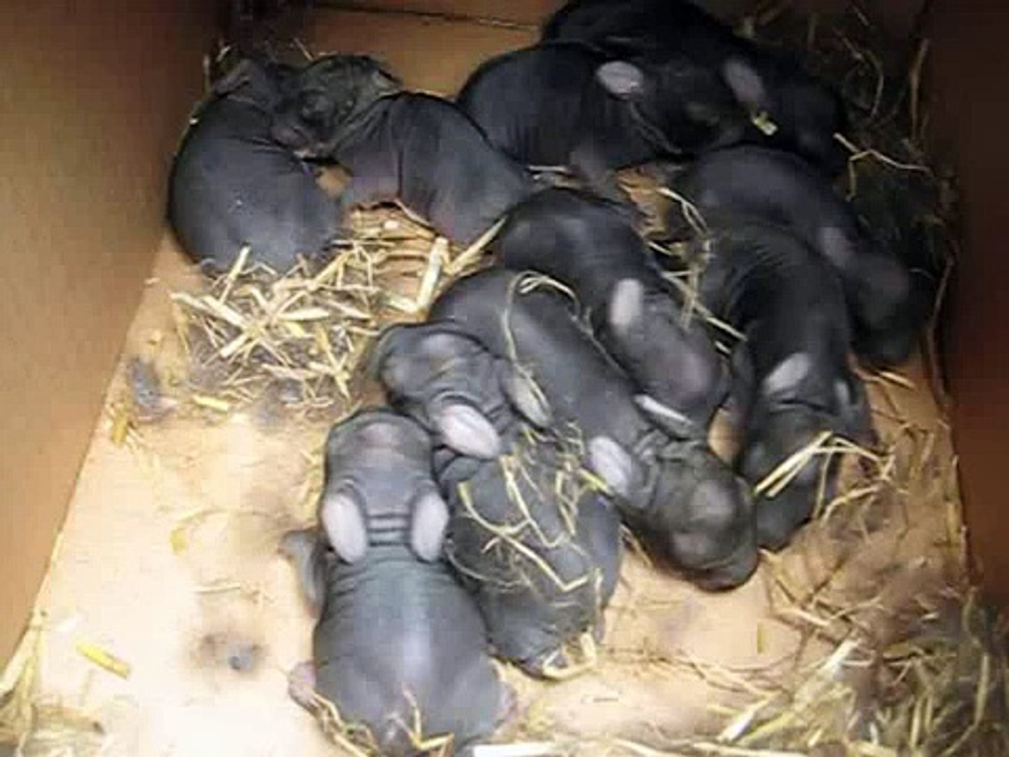 10 Baby Rabbits