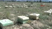 Türkiye'de Ana Arı Üretimi Çok Düşük'