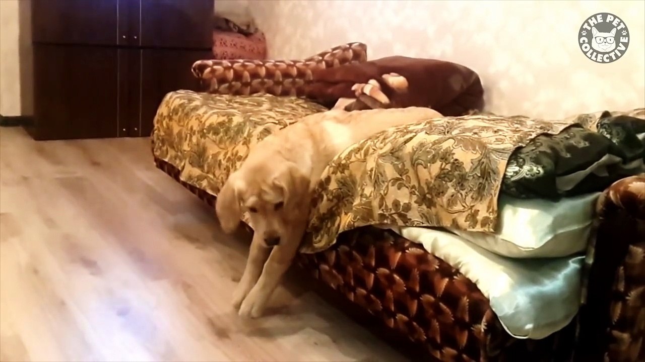 Funny Grumpy Dog Pet Video Compilation 2016