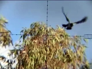 crow hunting 24.pest control