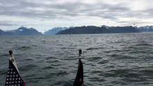 Un homme filme des oiseaux au-dessus de la mer, ce qui en sort est incroyable