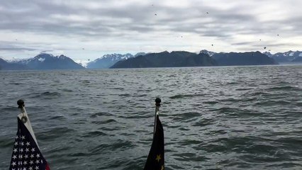 Un homme filme des oiseaux au-dessus de la mer, ce qui en sort est incroyable
