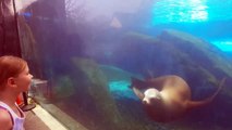 Хит сети: Морской лев подружился с девочкой. НЕВЕРОЯТНОЕ зрелище