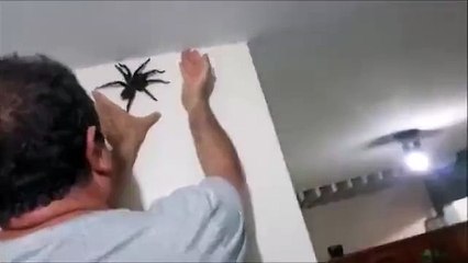 Cet homme attrape une énorme mygale sur son mur
