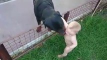 Rottweiler Licks Baby and Causes Full on Laughing Attack