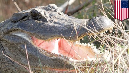 庭に巨大ワニ！足噛まれた男性、救急搬送される　米フロリダ州