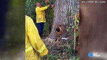 Sentono rumori da un albero, è un orso incastrato dentro.