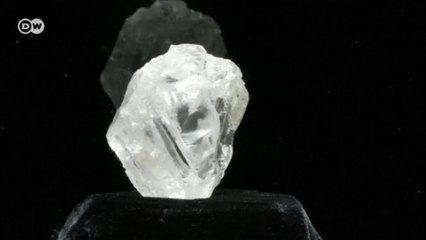 Dünyanın en büyük elması açık artırmada