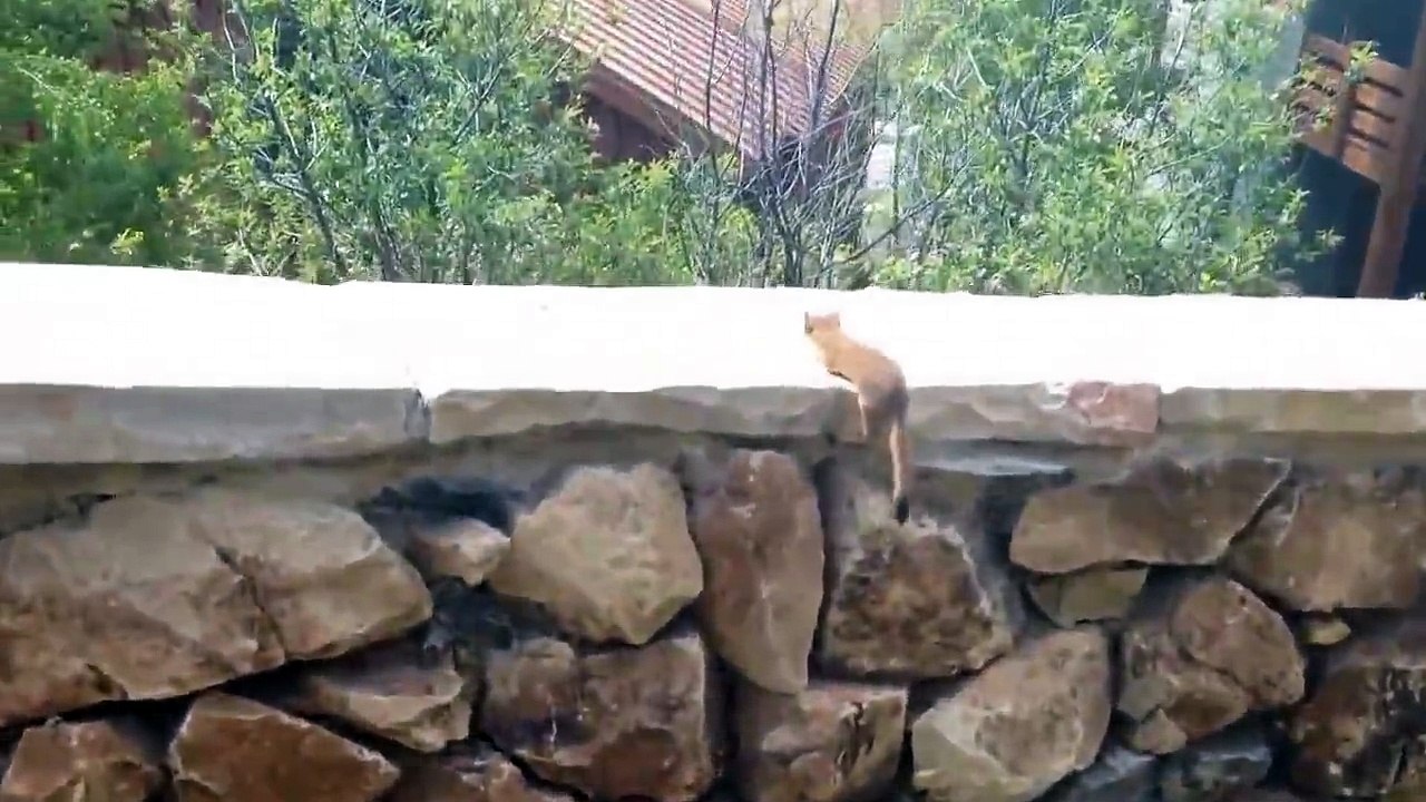 L'instinct maternel chez les animaux - compilation impressionnante