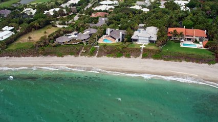 Hammerheads Hunt for Blacktip Sharks