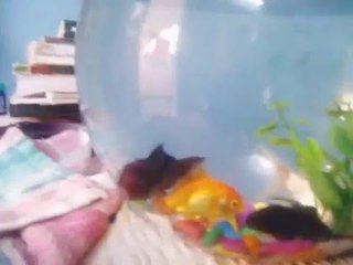 Out Small Aquarium Beautyful Fishes