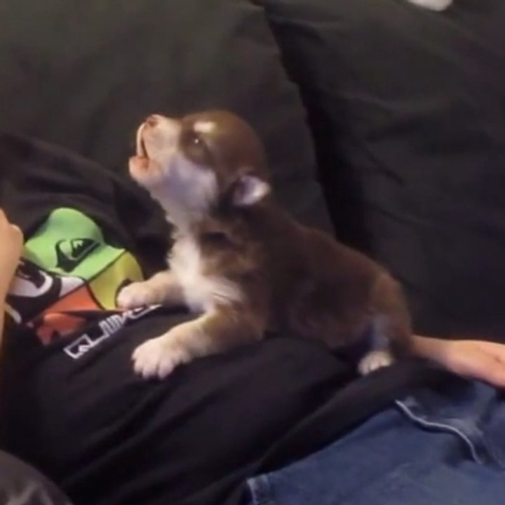 A puppy learns how to bark