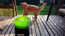 Voici un jeu très intéressant qui plaira énormément à votre chien !