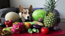 Ce chien teste tous les fruits et légumes possibles lol
