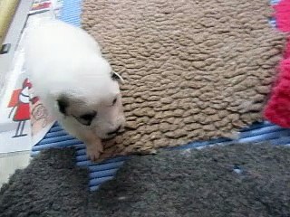 chiots 20 jours - pupjes 20 dagen oud