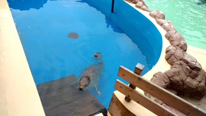 Baby boom au Mont Mosan