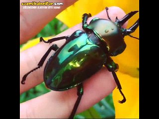 Dünyanın En Cafcaflı Böceği