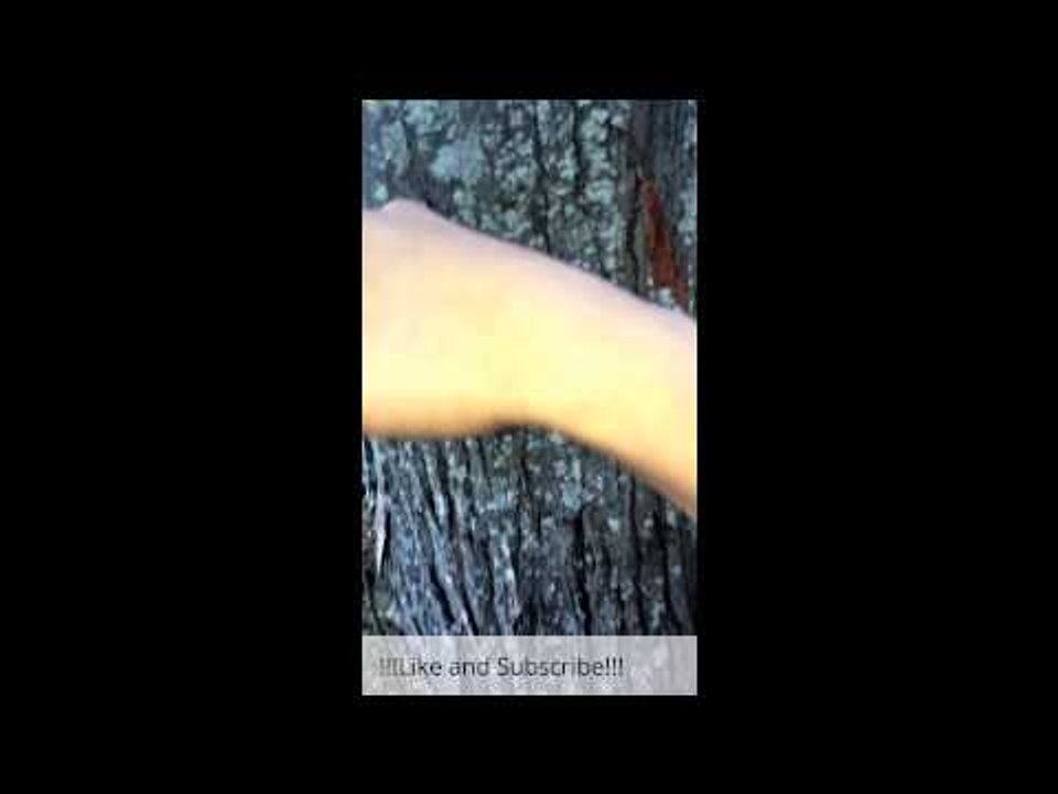 Minecraft Real Life:Episode 1(Getting Wood)