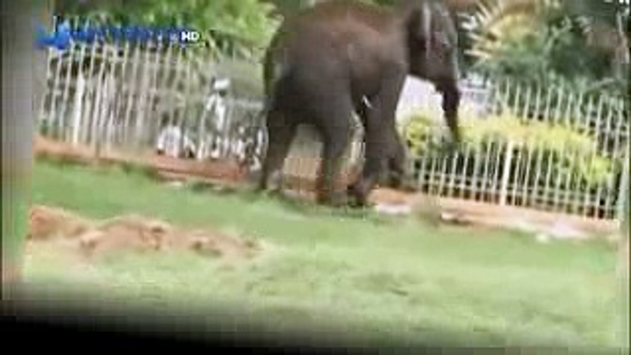 The elephant killed a man - Elephant attacks on humans in India!