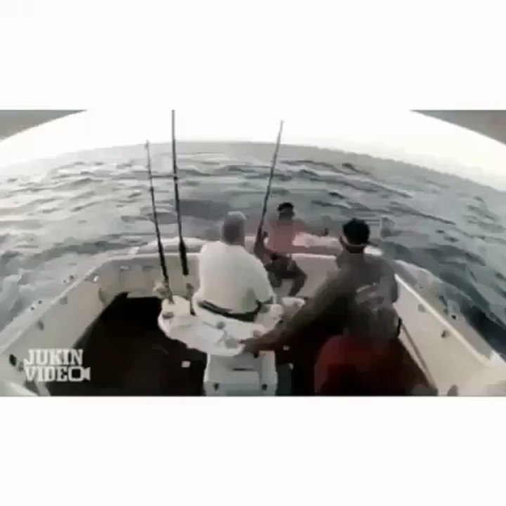 shark