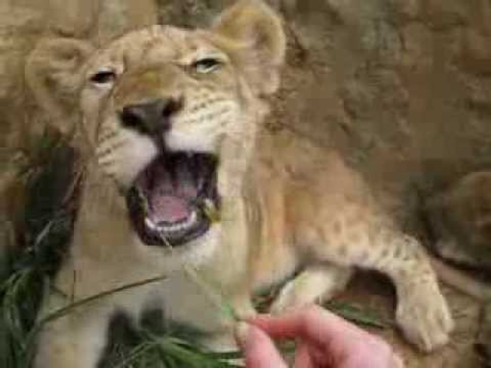 Cute Lion Cub Behaves Like a Cat, Plays With Grass