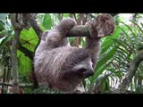 Sloth in Costa Rica Shows Just How Slow It Can Move