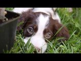 Spaniel Puppy Makes Friends in the Garden