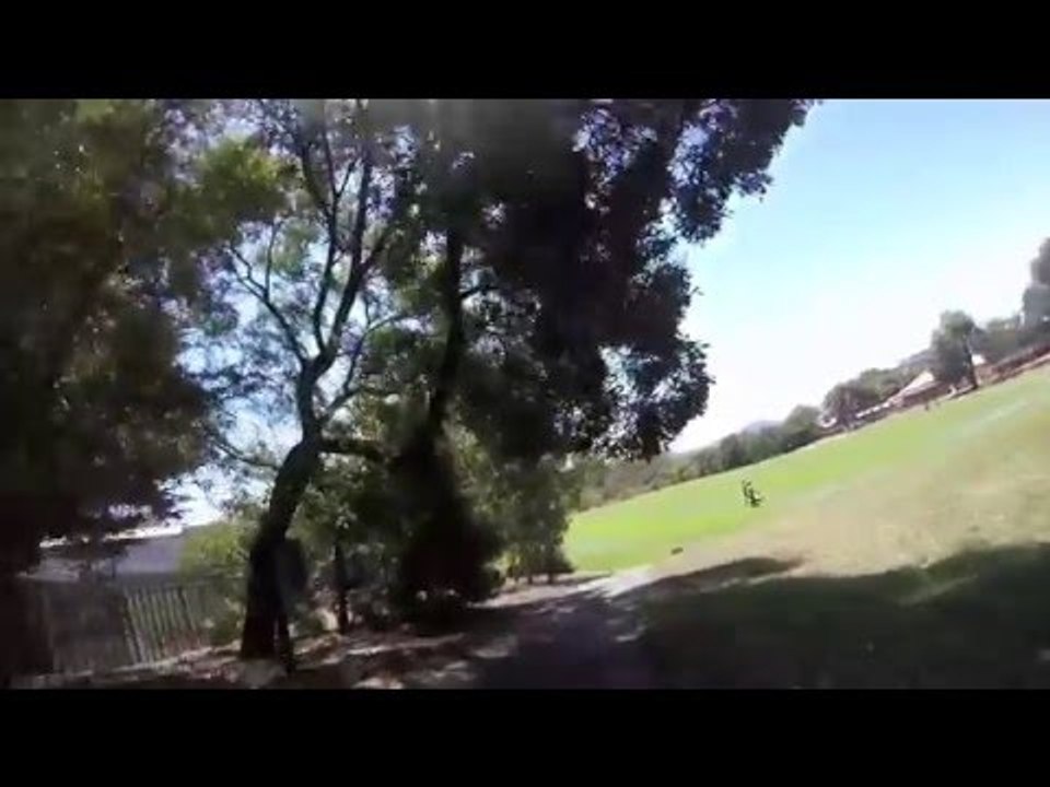 near miss with a dog