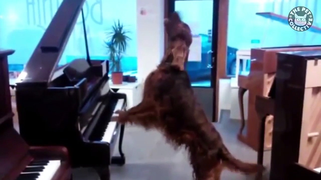 16 Funny Pets Video Compilation 2016