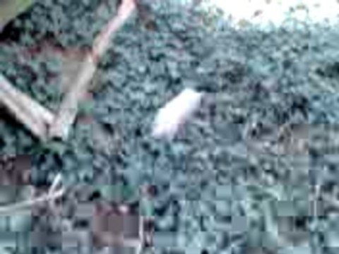 Pétard au bois ( 1 )