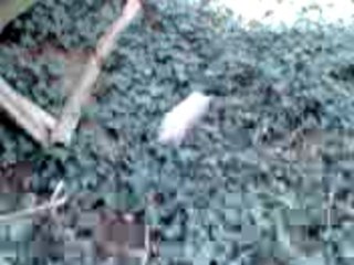 Pétard au bois ( 1 )