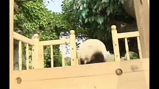 Cute pandas playing on the slide