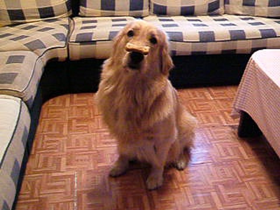 Good dog, stupid | Funny Video | Funny Clips | Funny Animal