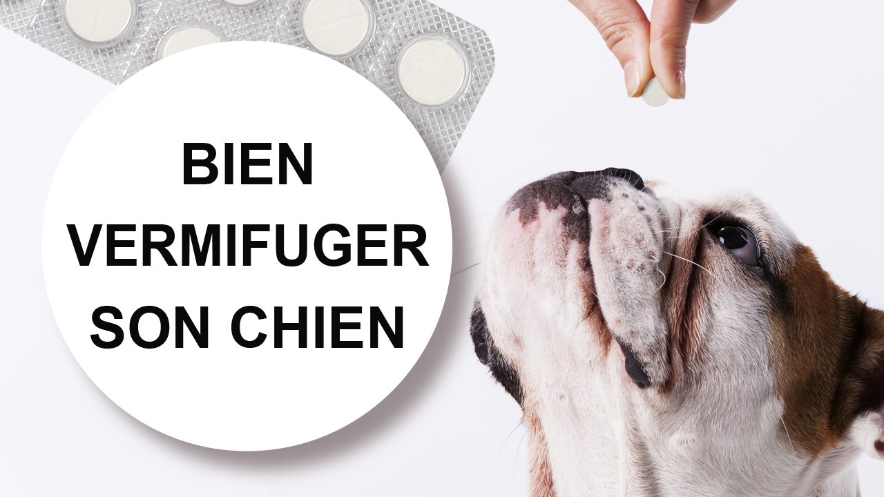 [Tuto véto] Comment bien vermifuger son chien | Catedog