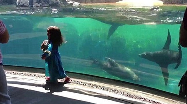 Хит сети. Морской лев подружился с девочкой )) НЕВЕРОЯТНОЕ зрелище