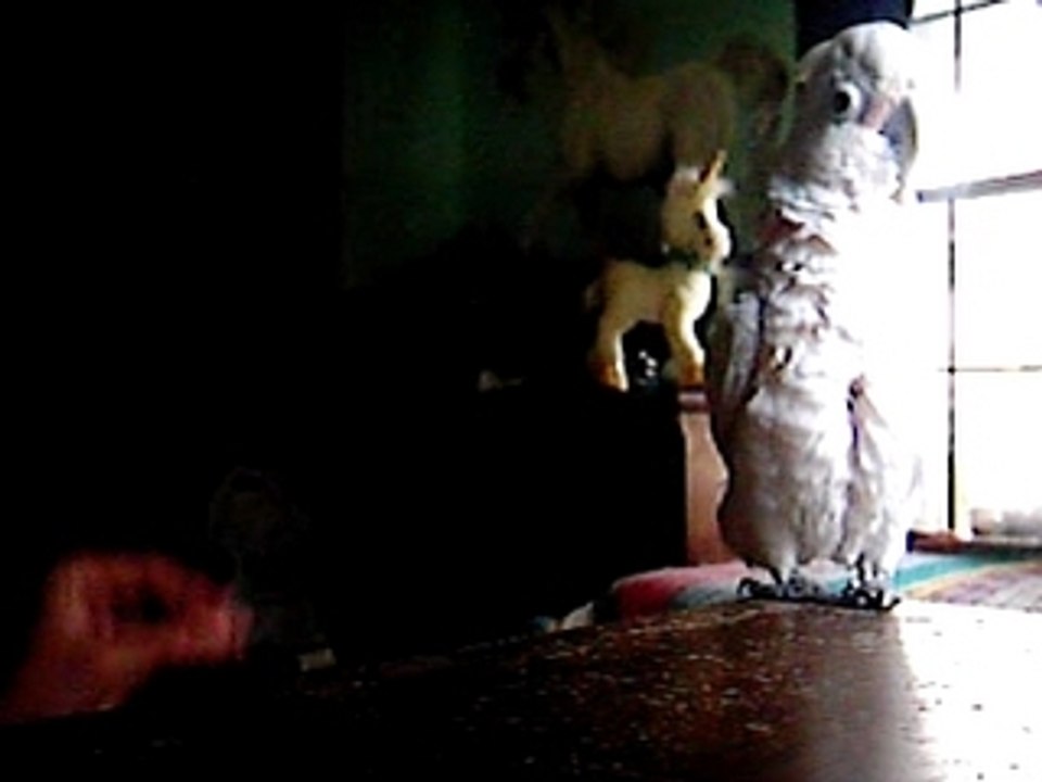 Merlin4 dancing