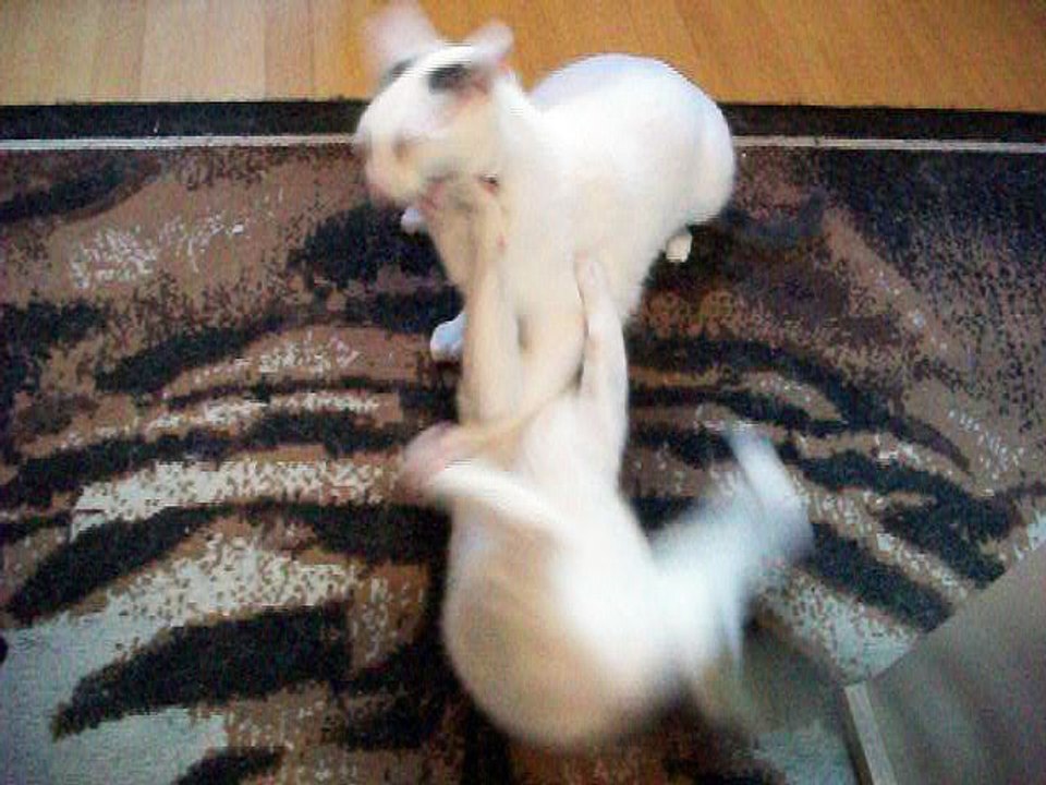 Harvey und Vinzent am 30.06.2016