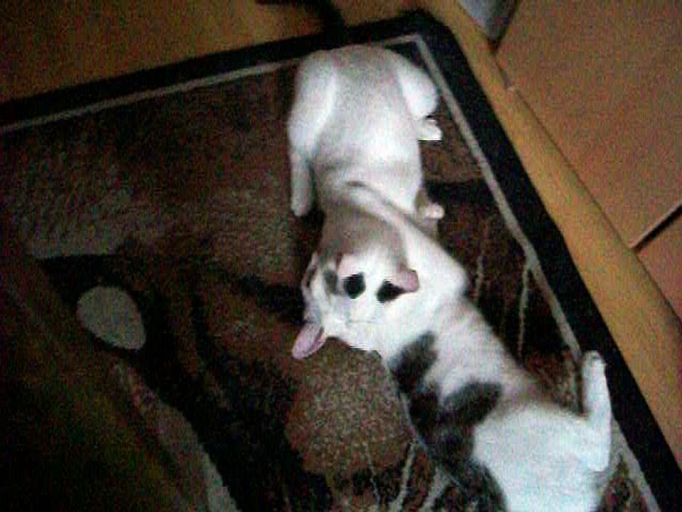 Harvey und Vinzent am 30.06.2016