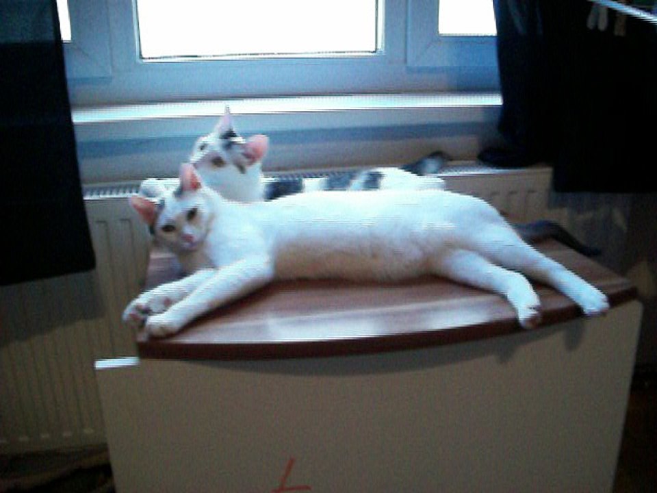 Harvey und Vinzent am 30.06.2016