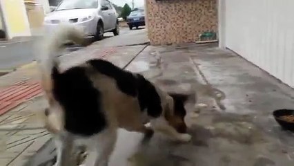 cachorro que briga com a própria pata por causa da comida