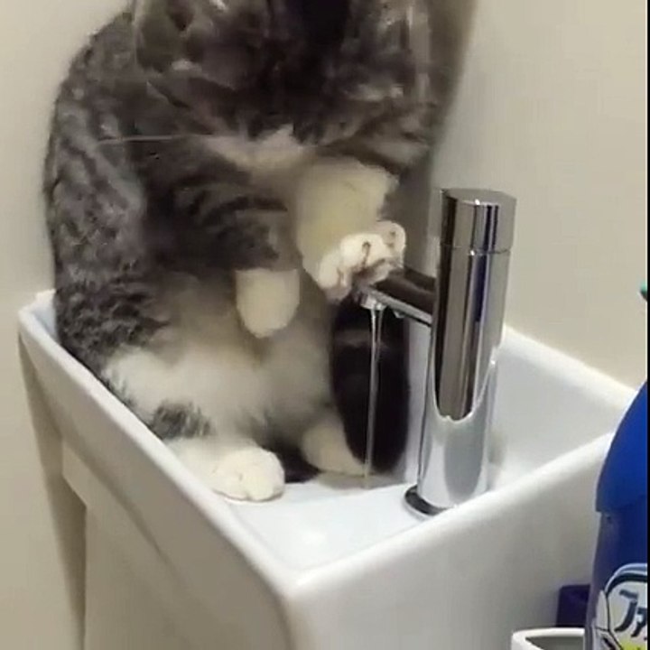chat prend sa douche