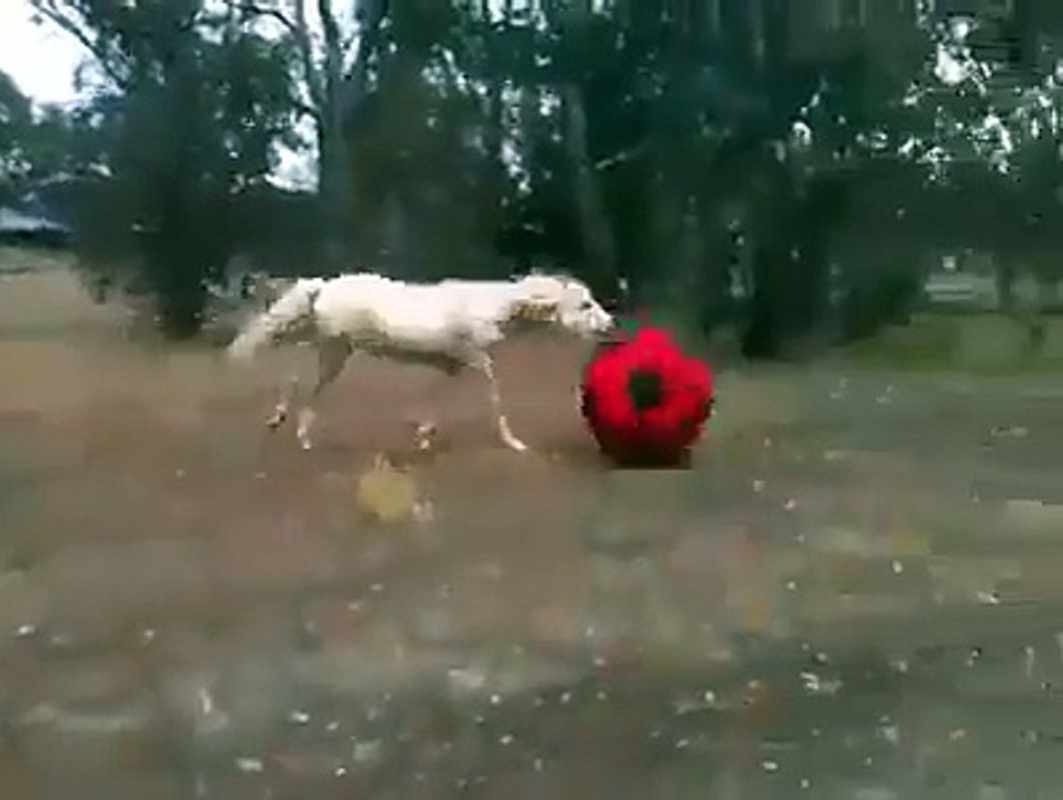 cheval joue au ballon