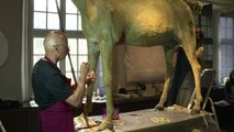 Vizir, le dernier cheval de Napoléon, en cours de restauration
