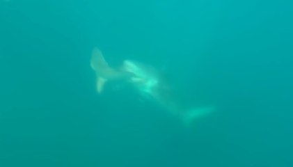 Un homme film un requin en train de se faire manger par plusieurs!
