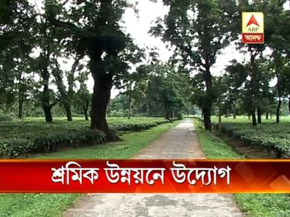 Tea Garden Development