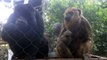 Here’s Video of our Howler Monkeys Casually Eating Biscuits
