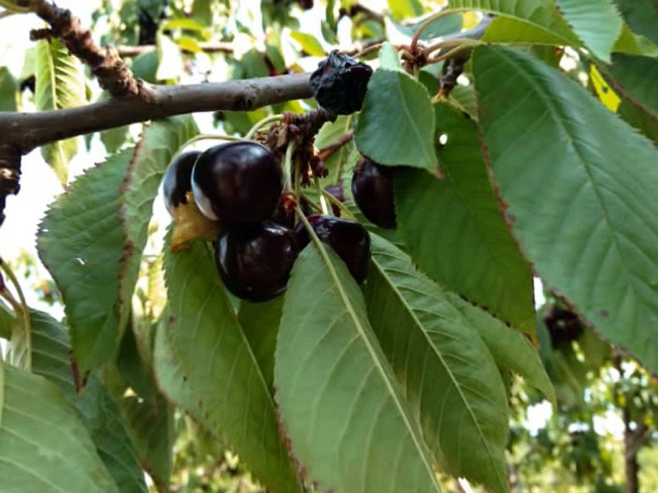 TILAWAT QURAN WITH URDU TRANSLATION SURAH ZILZALA (the Earth Quake)