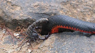 Most Amazing Wild Animal Attacks  - Giant Centipede vs Scorpion -  Craziest Animal Fights HD