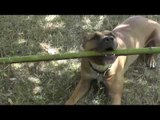 Helpful Dog Decides to Assist With the Gardening
