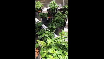 Harbor Freight 10x12 Greenhouse